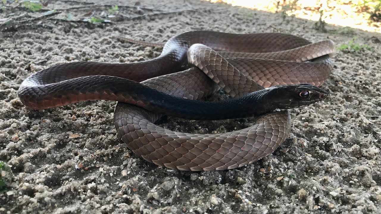 la serpiente LATIGO es extremadamente rapida!