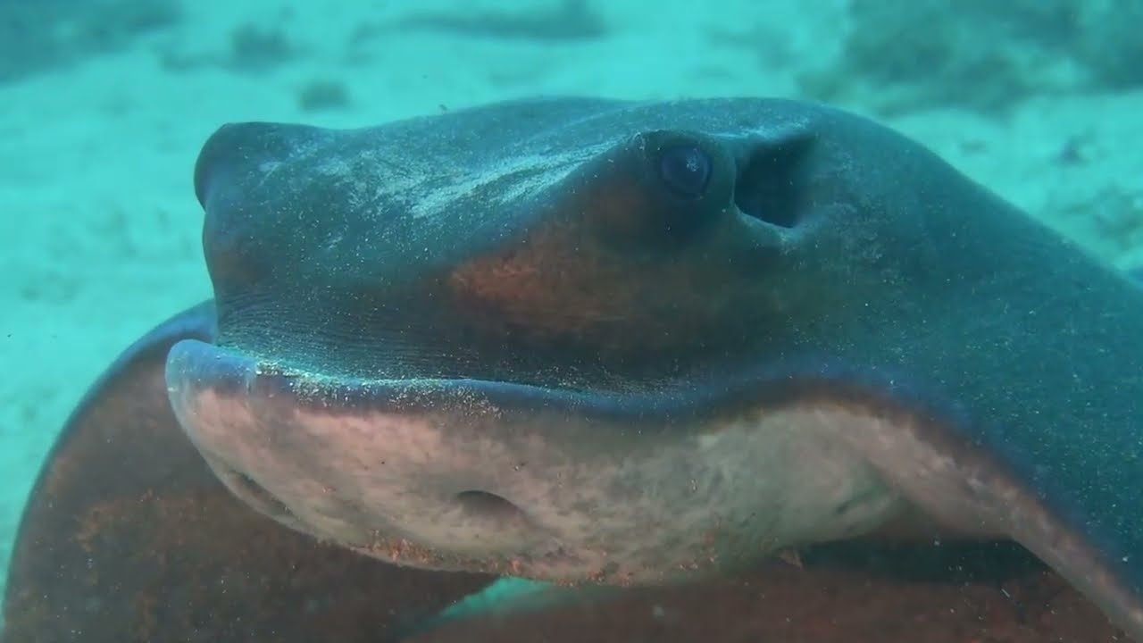 Diving Isla del Fraile Aguilas