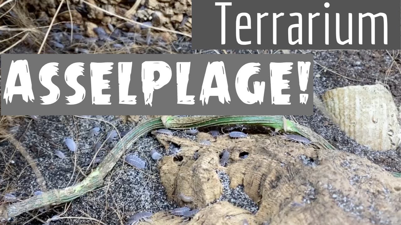 Asselplage im Terrarium #landeinsiedlerkrebse #hermitcrabs