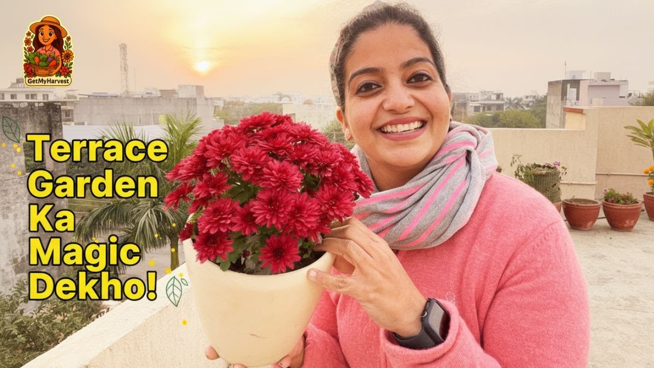 Terrace Garden Ka Magic Dekho | Ice Flower, Dianthus Pruning & Easy Tips