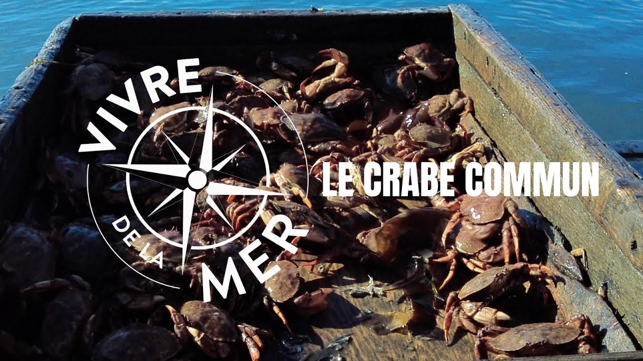 Vivre de la mer: Crabe commun