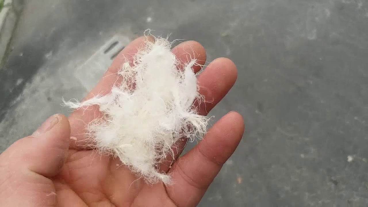 Good Smell Goose Feathers for pillows and duvets