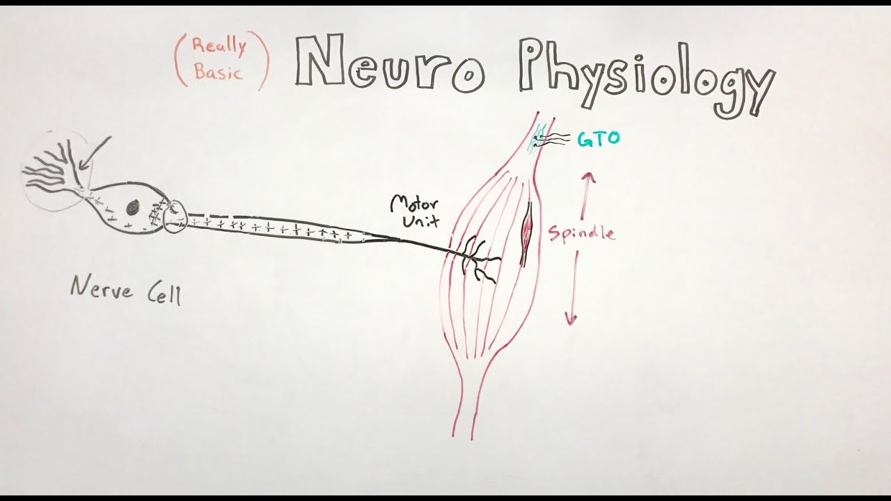 (Really basic) NEUROPHYSIOLOGY