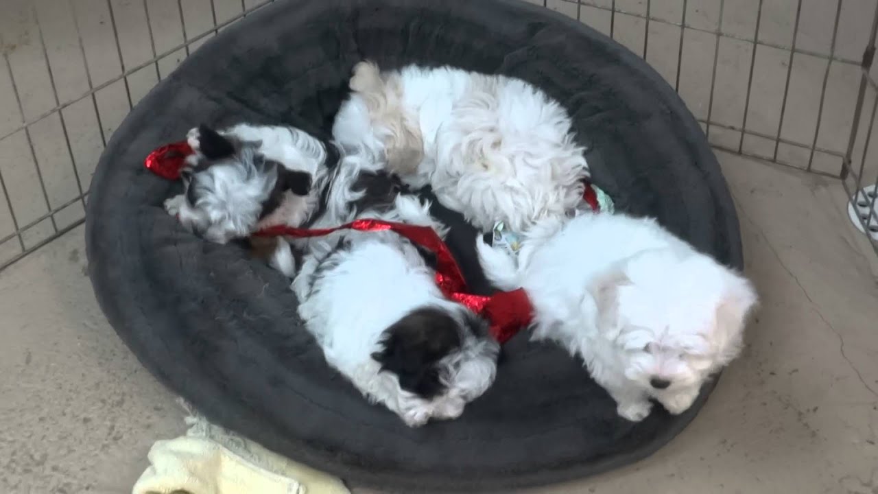 8 week old Maltipoo puppies
