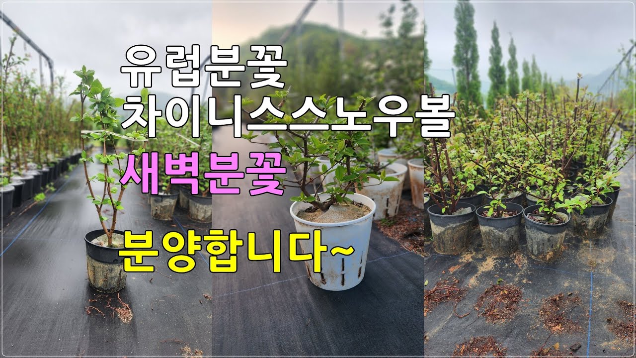상담문의 : 010-3602-4106, [ 유럽분꽃, 차이니스스노우볼, 새벽분꽃 분양 ] #유럽분꽃 #차이니스스노우볼 #새벽분꽃 #화분묘 #정원수 #울타리목