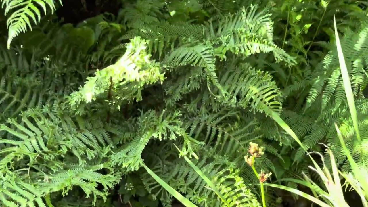 Tropical Garden UK