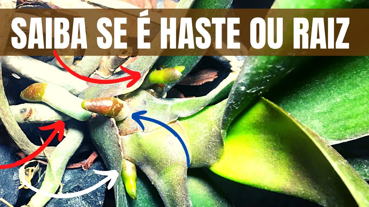 Como IDENTIFICAR uma Haste Floral da orquídea