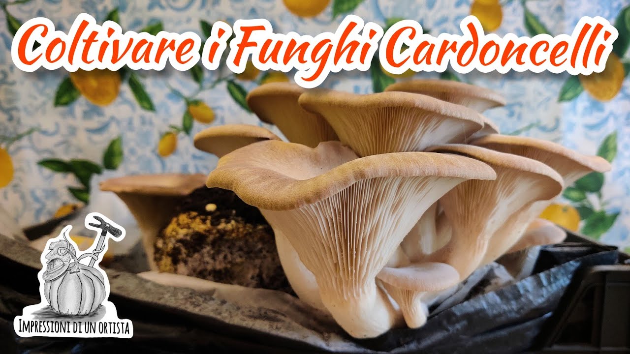 Coltivare i Funghi Cardoncelli dalle ballette raccoglierli e pulirli ( Parte 1) Orto Invernale