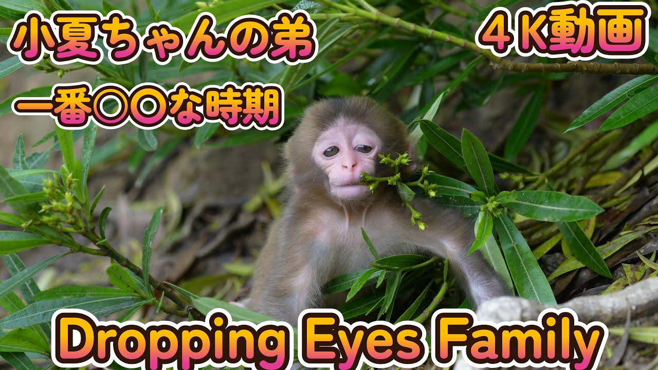 【赤ちゃん・ニホンザル・４K動画】タレ目が可愛い　コダマ君　New Dropping Eyes Family