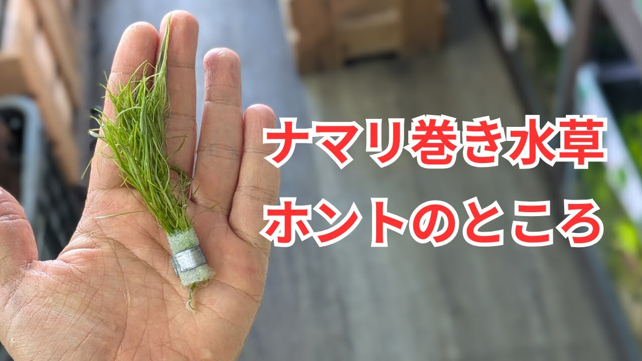 水草は鉛巻きのままだと育たない？ 鉛の害の実際のところもお話します