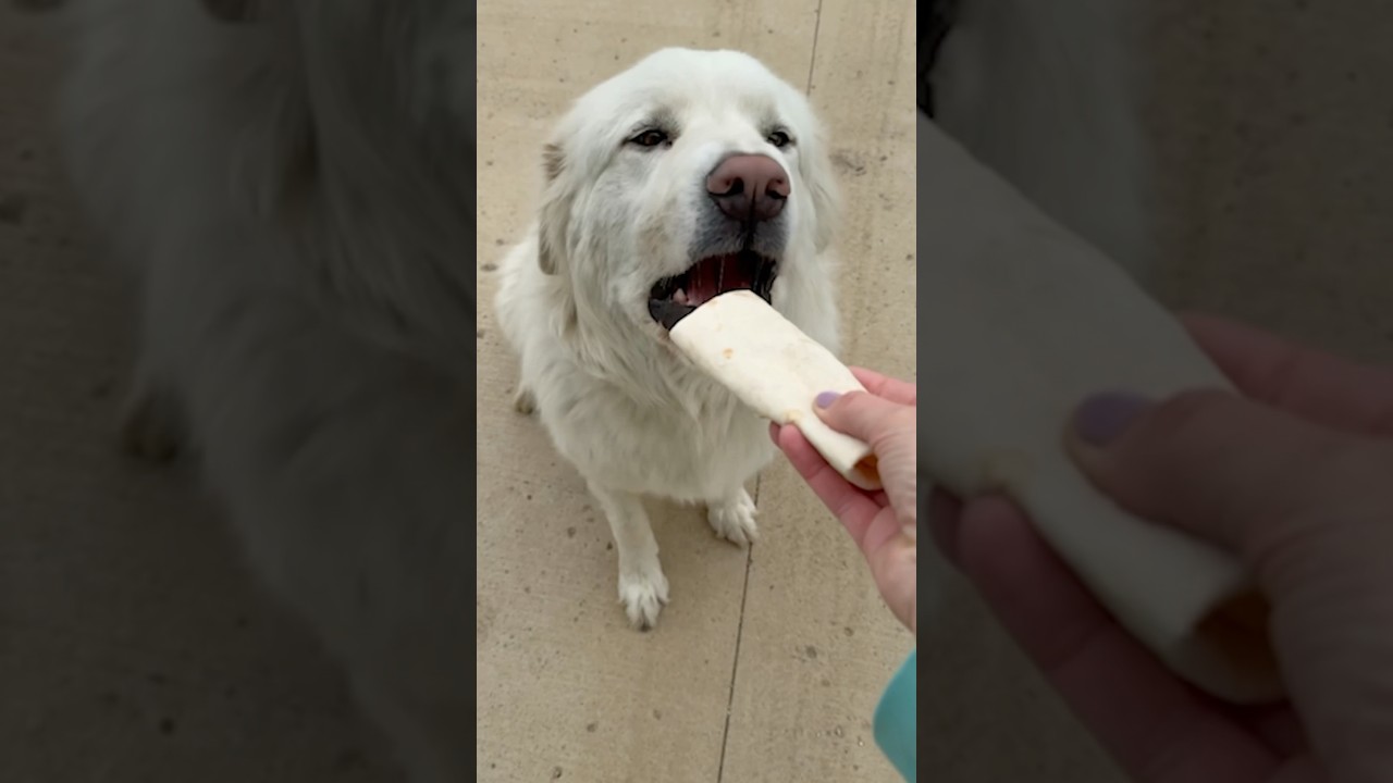Great Pyrenees Walks 7 Miles For a Breakfast Burrito