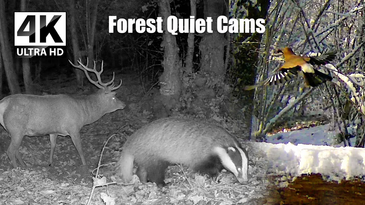 Stag, Roe Deer, Wild Boars & Badger Caught on Trail Camera | Forest Wildlife