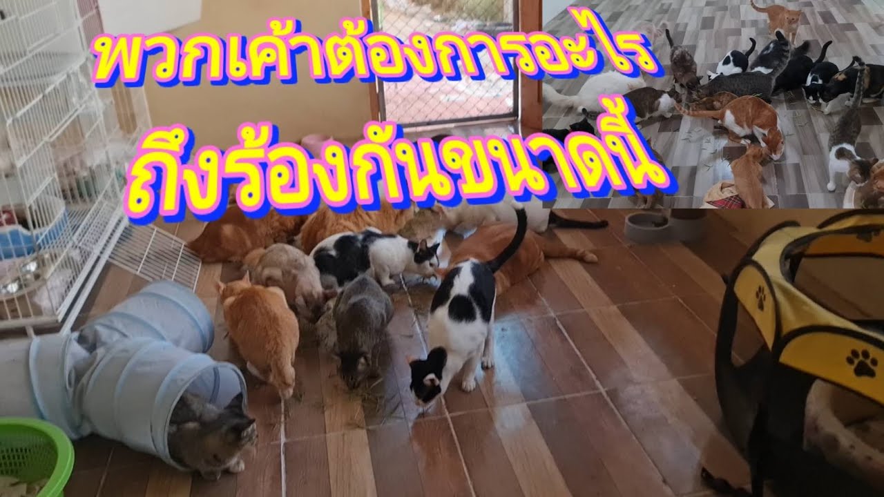 พวกเค้าต้องการอะไรถึงร้องกันขนาดนี้#แมว #cat #แมวน่ารัก