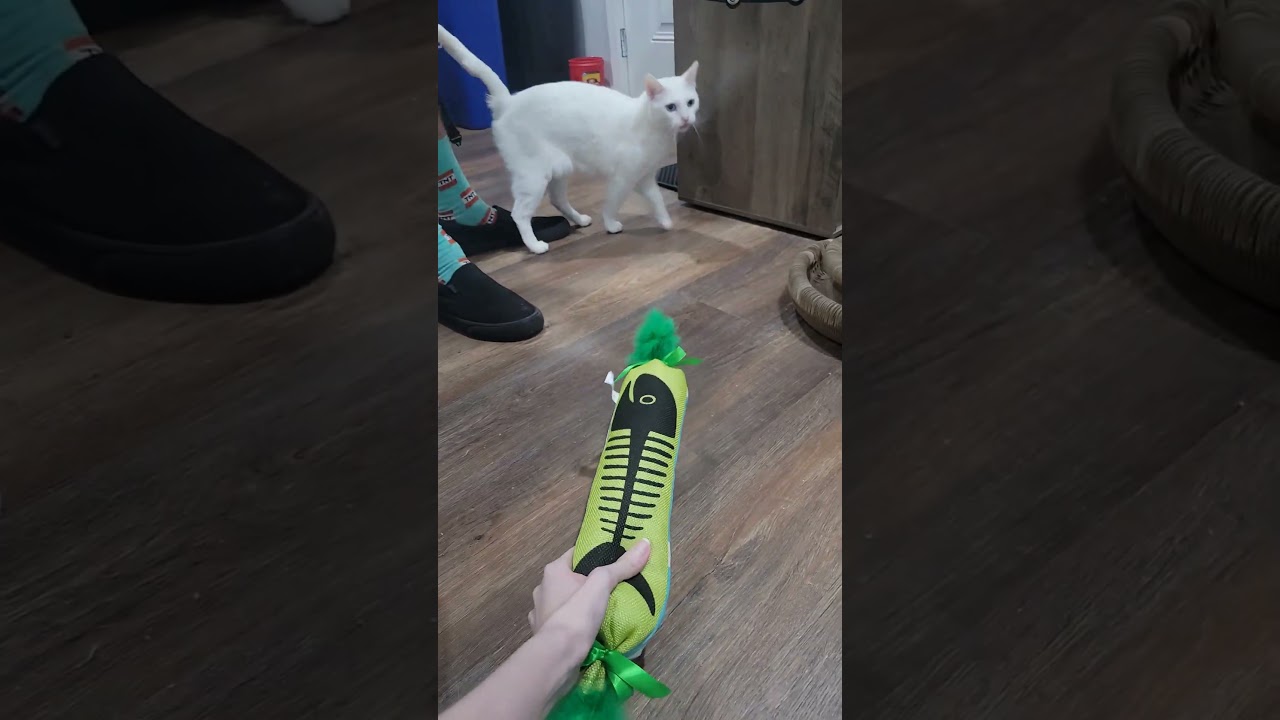 Mochi's first reaction to his new toy