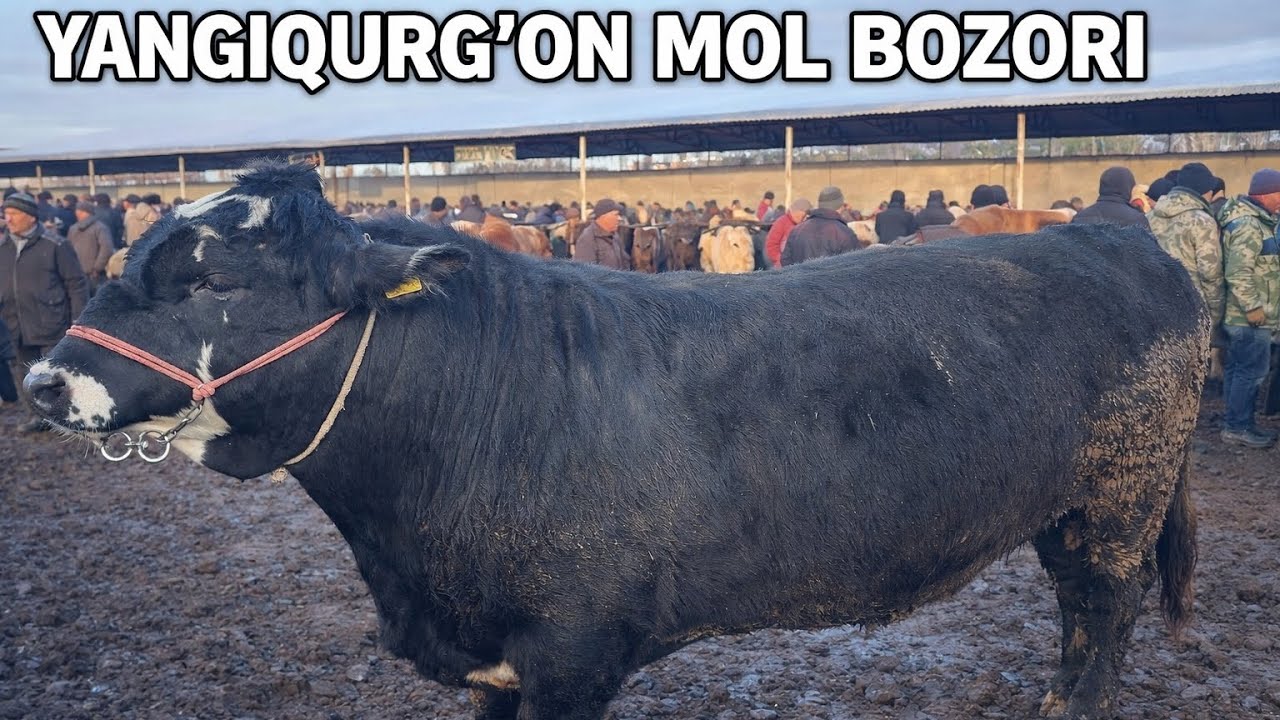 SAMARQAND OQDARYO YANGIQURGON MOL BOZORI 29-01-2026 YIL NARXLARI