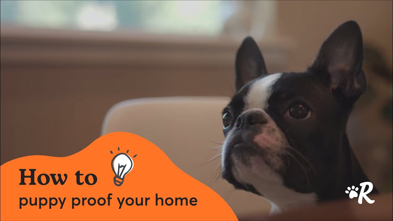 Essential Puppy Proofing Tips for New Dog Parents | Rover Home Safety Guide