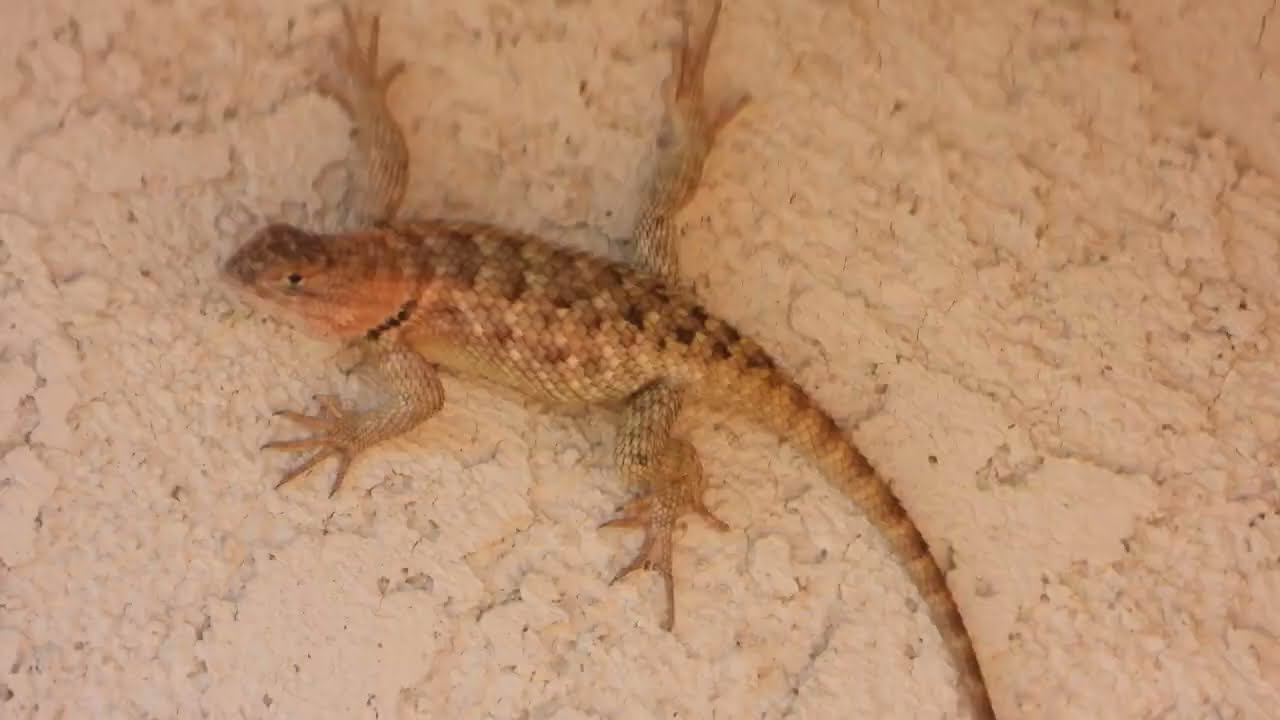 Female Desert Spiny Lizard(Sceloporus Magister), July 03, 2023, 5:55PM: Nikon P1000