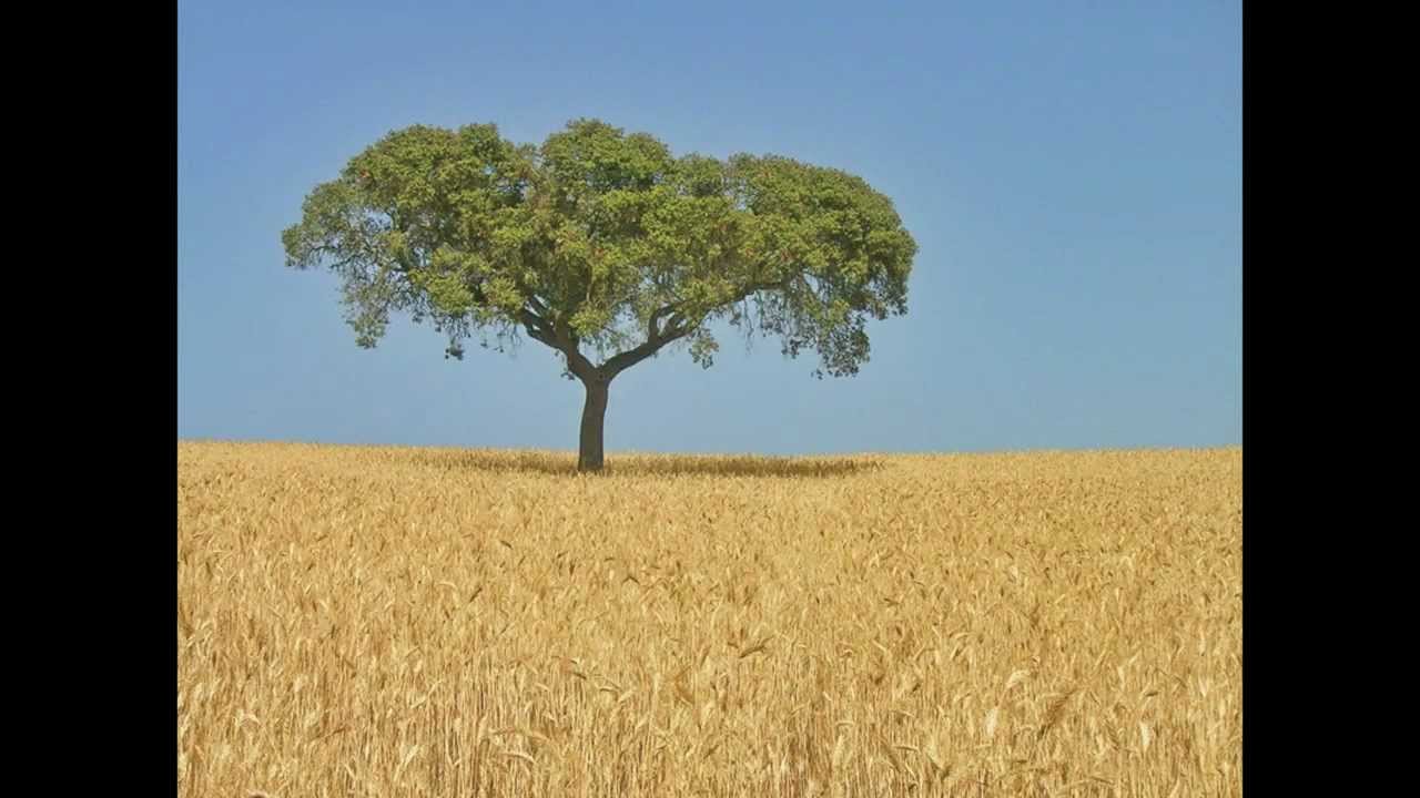eu nasci no alentejo