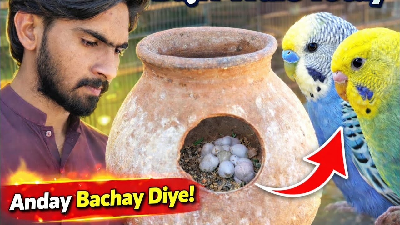Bijali wale Tote ke Ande bacche😱 #funny #budgiesounds 