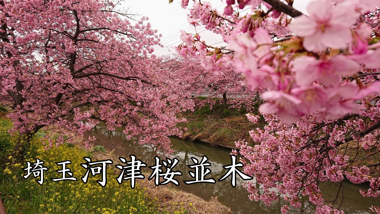 【河津桜】埼玉県久喜市 青毛堀川沿いの河津桜