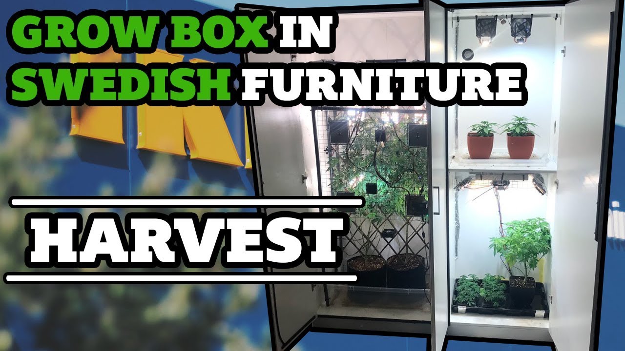 Harvesting the Swedish Closet GrowBox