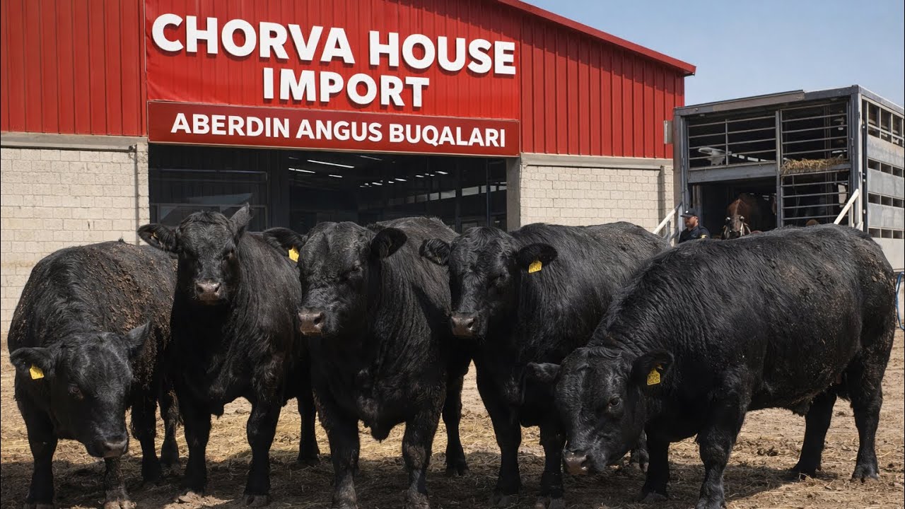 CHORVA HOUSE IMPORT ABERDIN ANGUS LIMUZING GREFORD BUQALARIMIZ KELDI. JASUR AKA RASSIYADAN JO’NATDI
