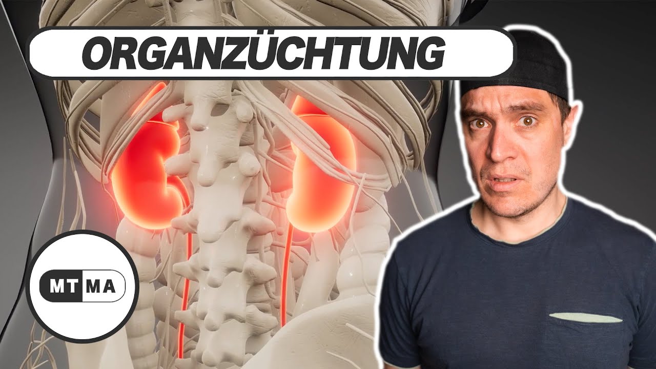 Organzüchtung - Aktuelle Forschung zur Züchtung von Organen in Tieren