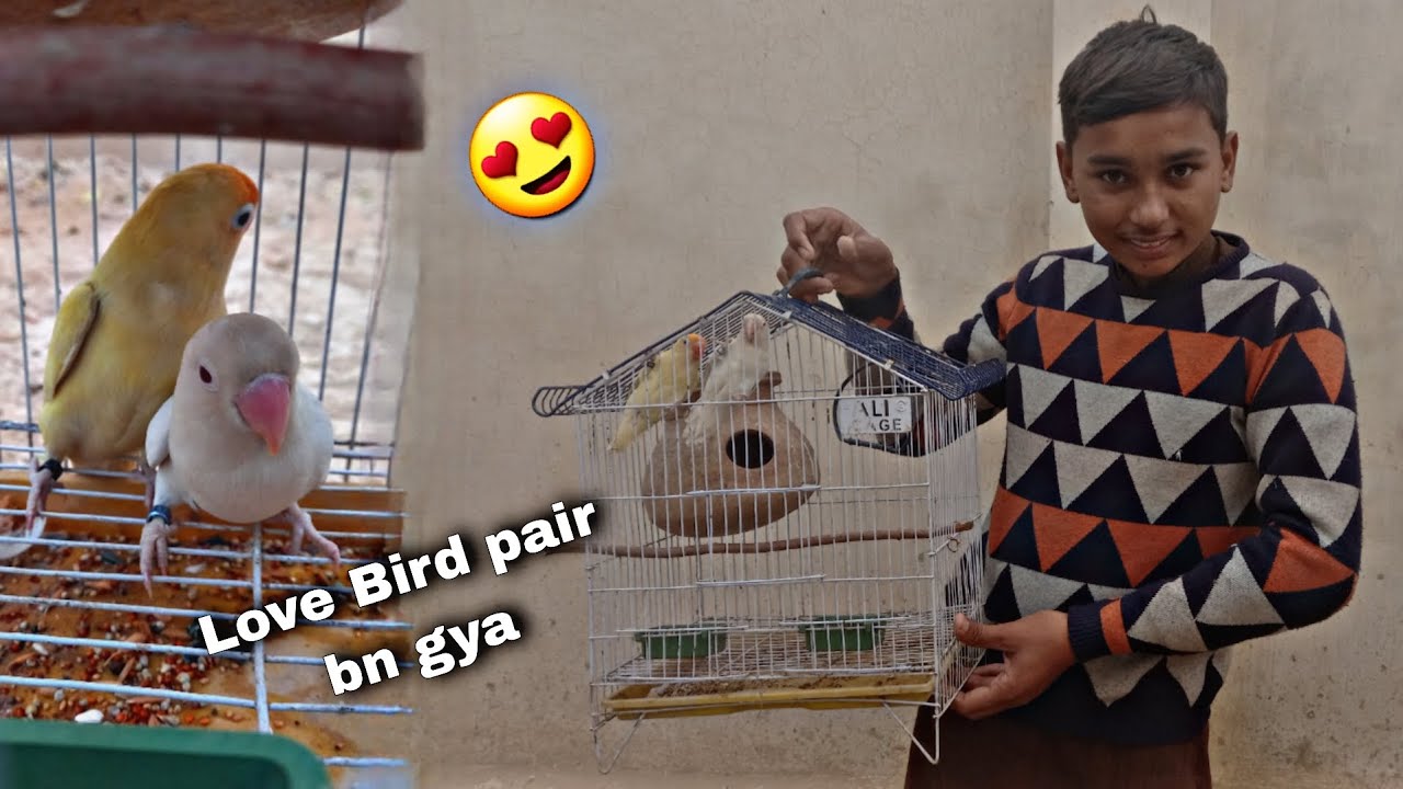"Finally! Albino Lovebirds Ka Pair Pura Ho Gya 😍 | New Members In Colony"