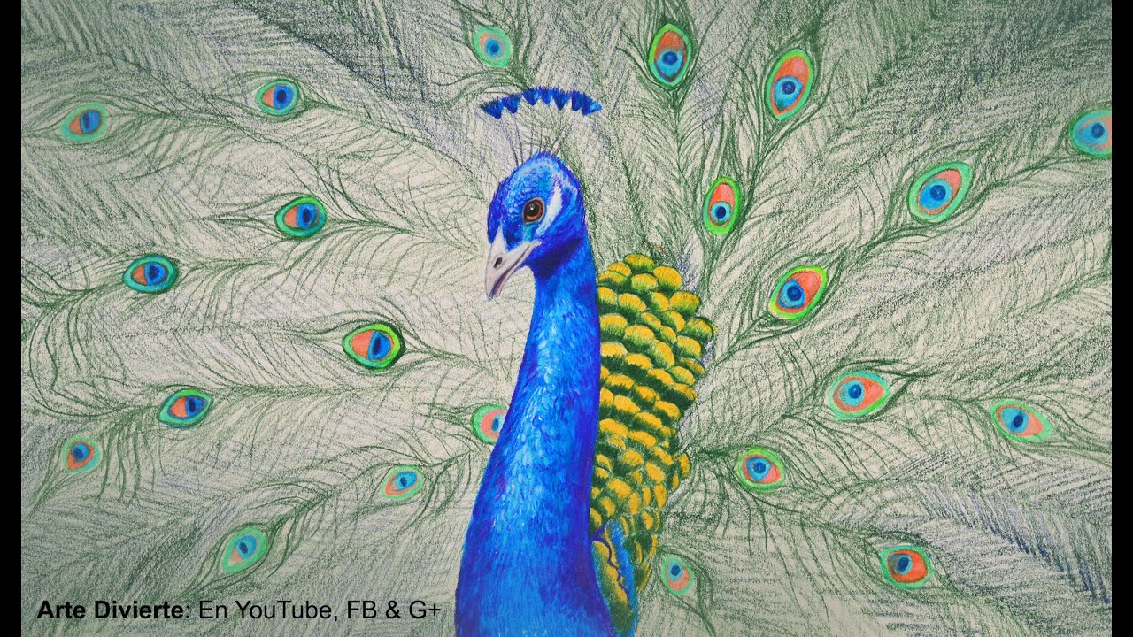 Cómo dibujar un pavo real con lápices de colores - Arte Divierte.