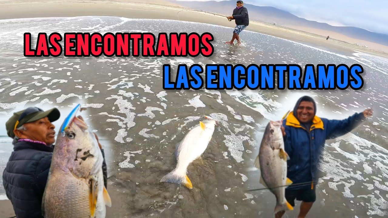 puras corvinotas....