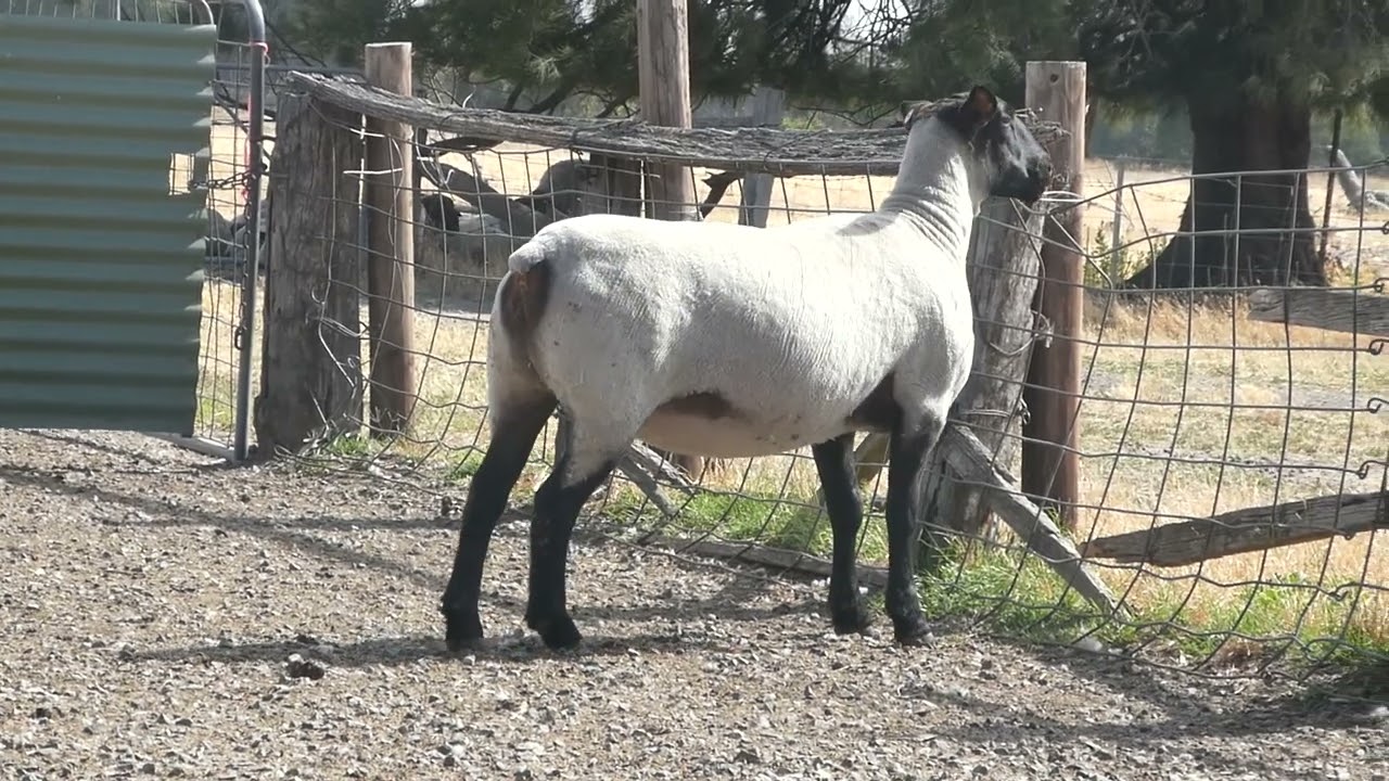 Kyneton Ewe Sale 2023 Lot 1A - Hopea 21/177