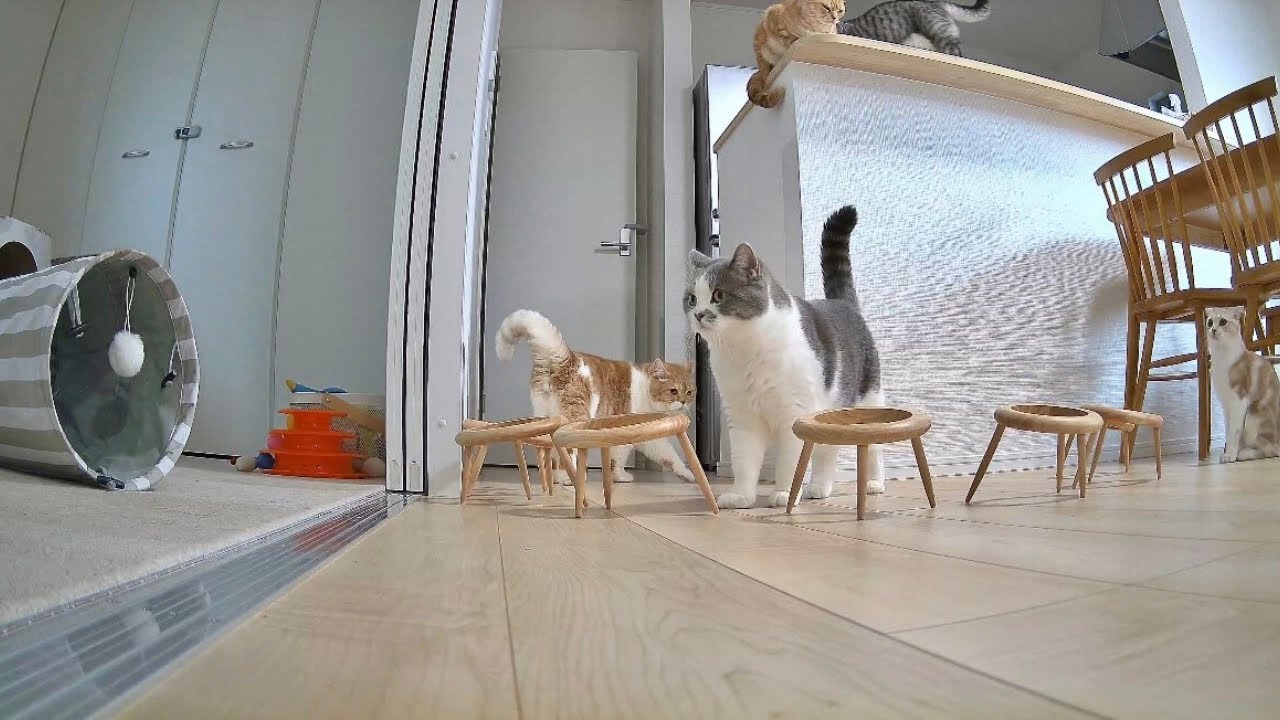 一体どうした？ごはんの時間になっても姿を見せない食いしん坊猫...