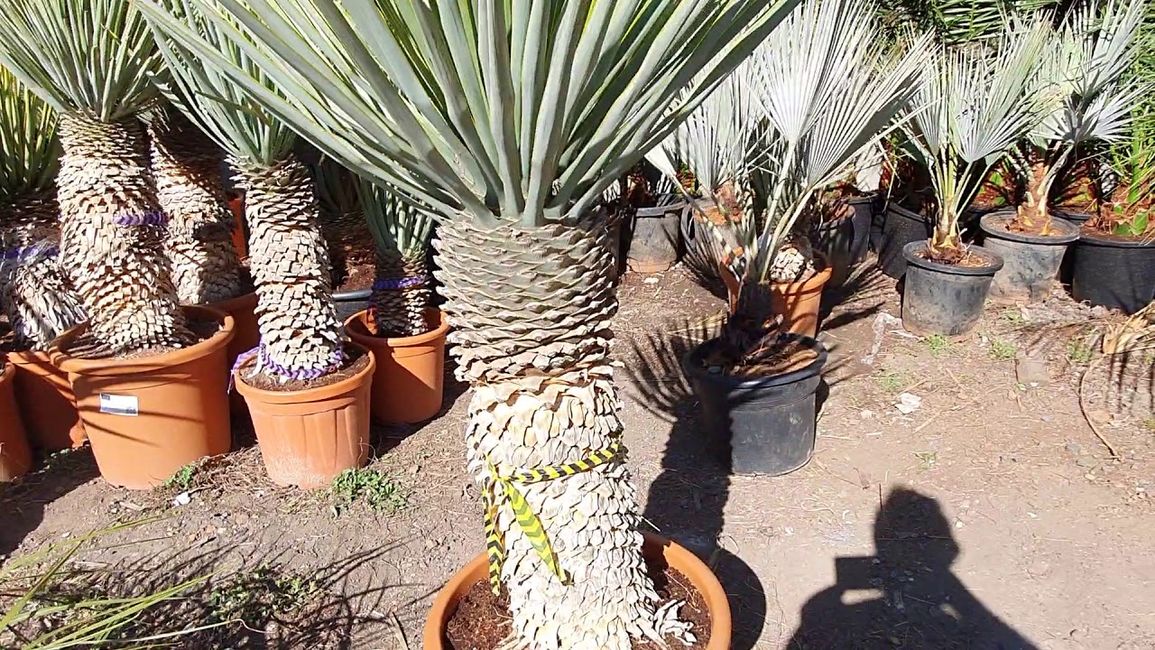 BestpalmTV. Yucca rigida