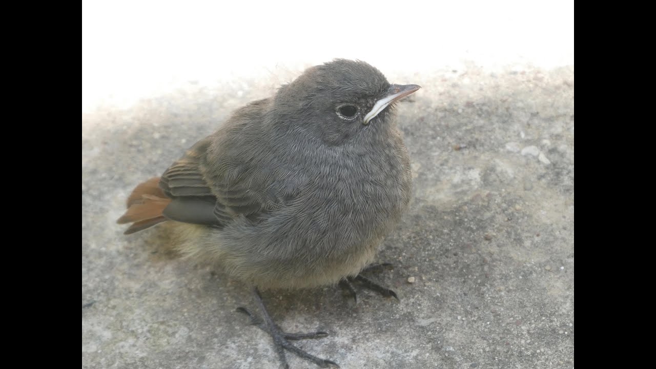 Rouge queue noir oiseaux baby-sitting