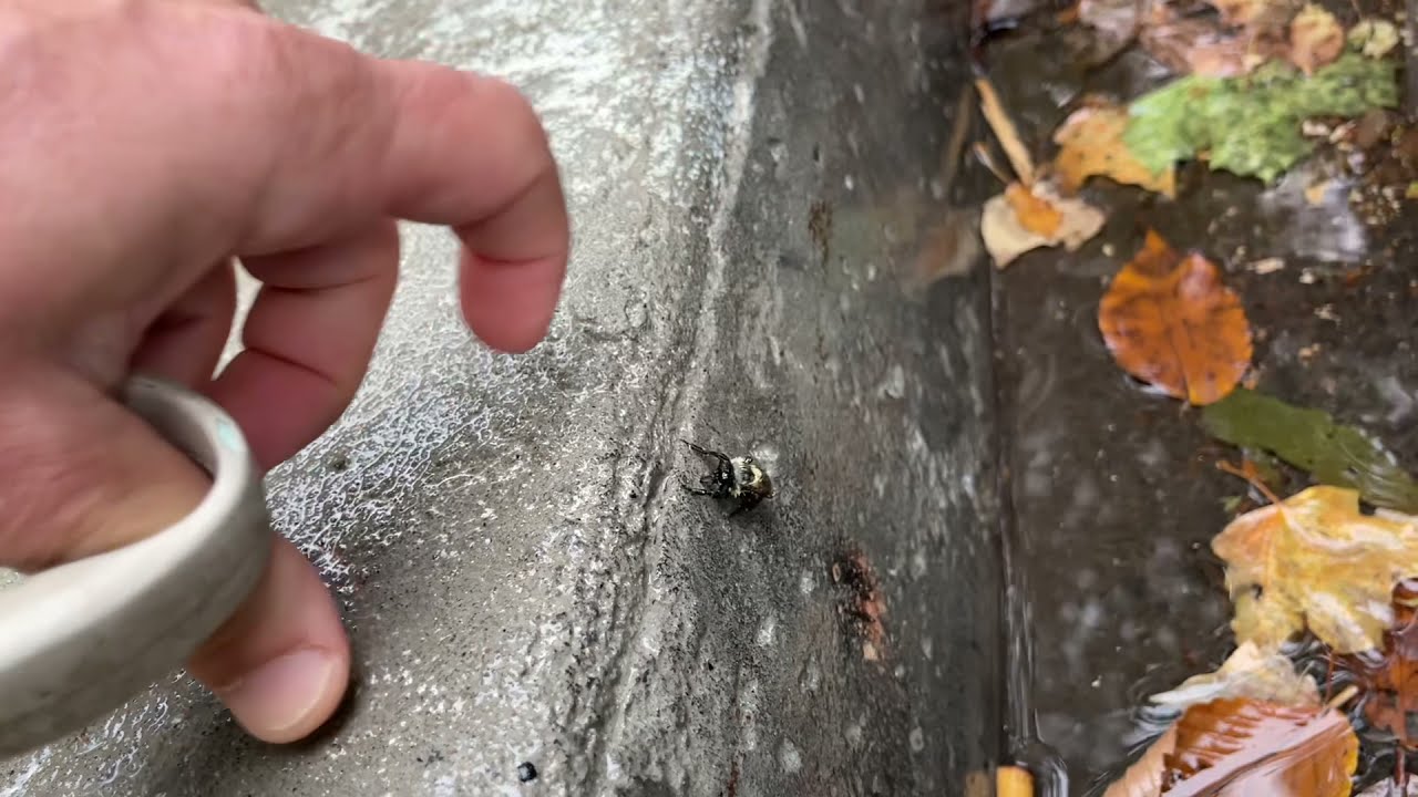 BUMBLEBEE RESCUE! With High-Five!