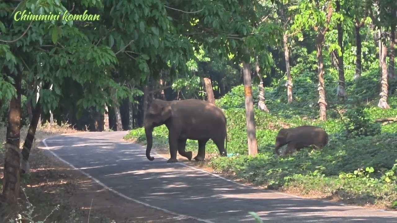 പണിമുടക്ക് ദിവസം തന്നെ ആന റോഡിൽ ഇറങ്ങിയപ്പോൾ !!|@chimmini komban 