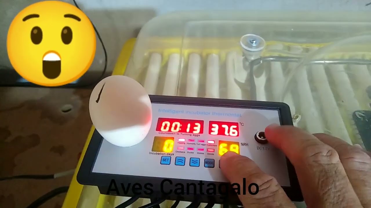 208-manutenção chocadeira IP 130 (Premium ecológica)