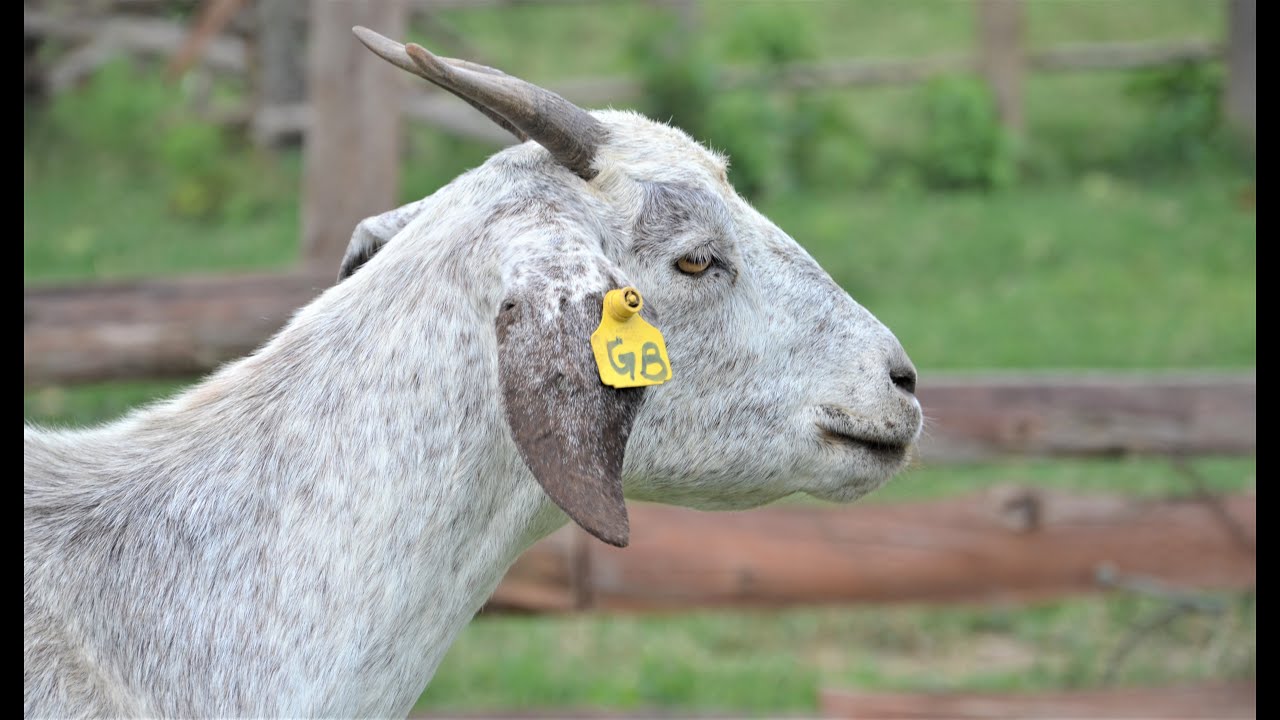 Как выбрать лучших племенных коз для вашей фермы