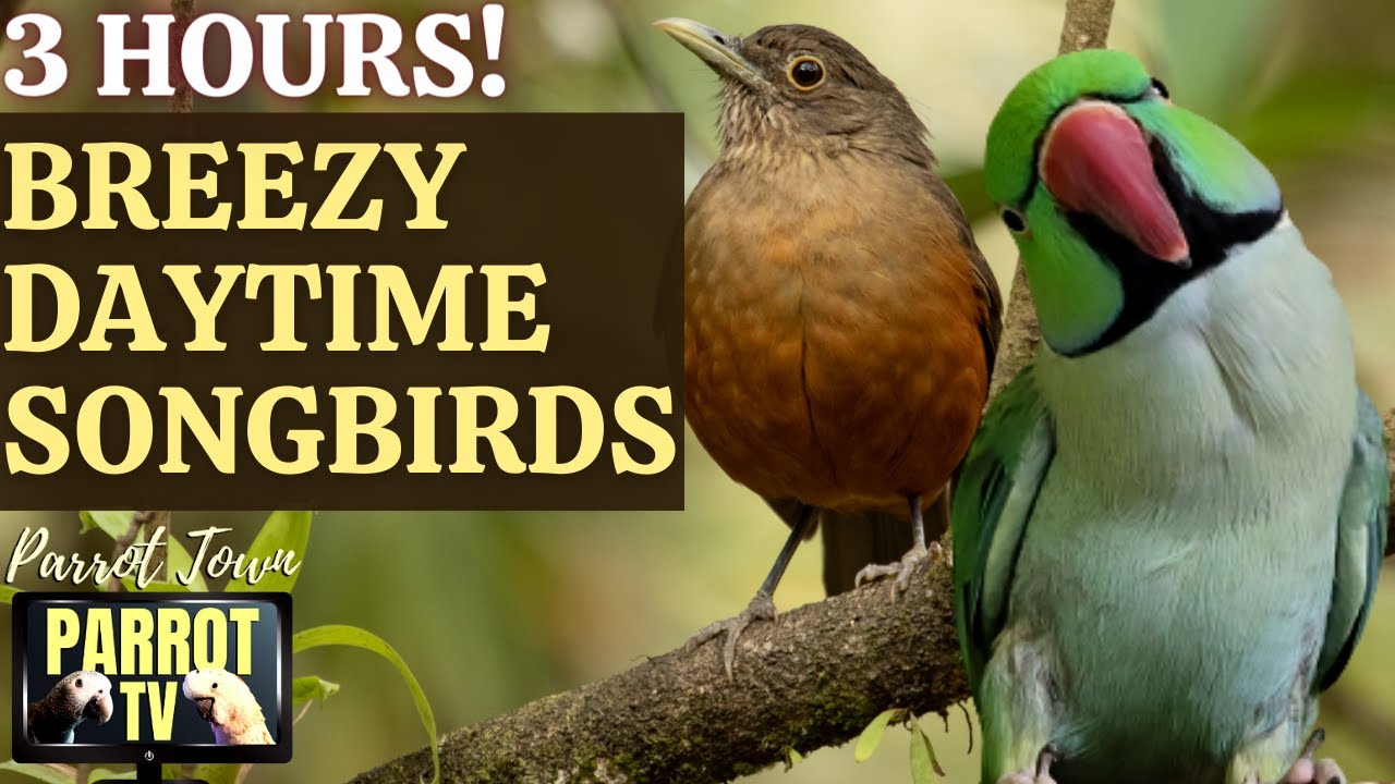 Breezy Daytime Songbirds | 3 Hours of Relaxing Ambient Nature Sounds | Parrot TV for Your Bird Room