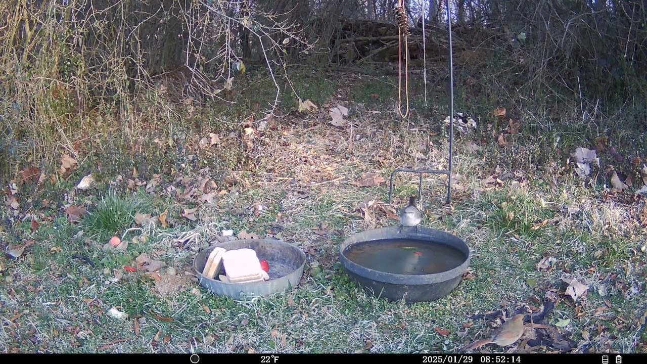 Trail Cam 2026 JAN 29