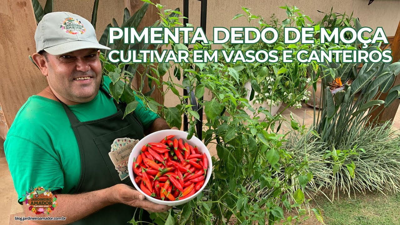 Pimenta Dedo de Moça | Como Cultivar em Vasos e Canteiros