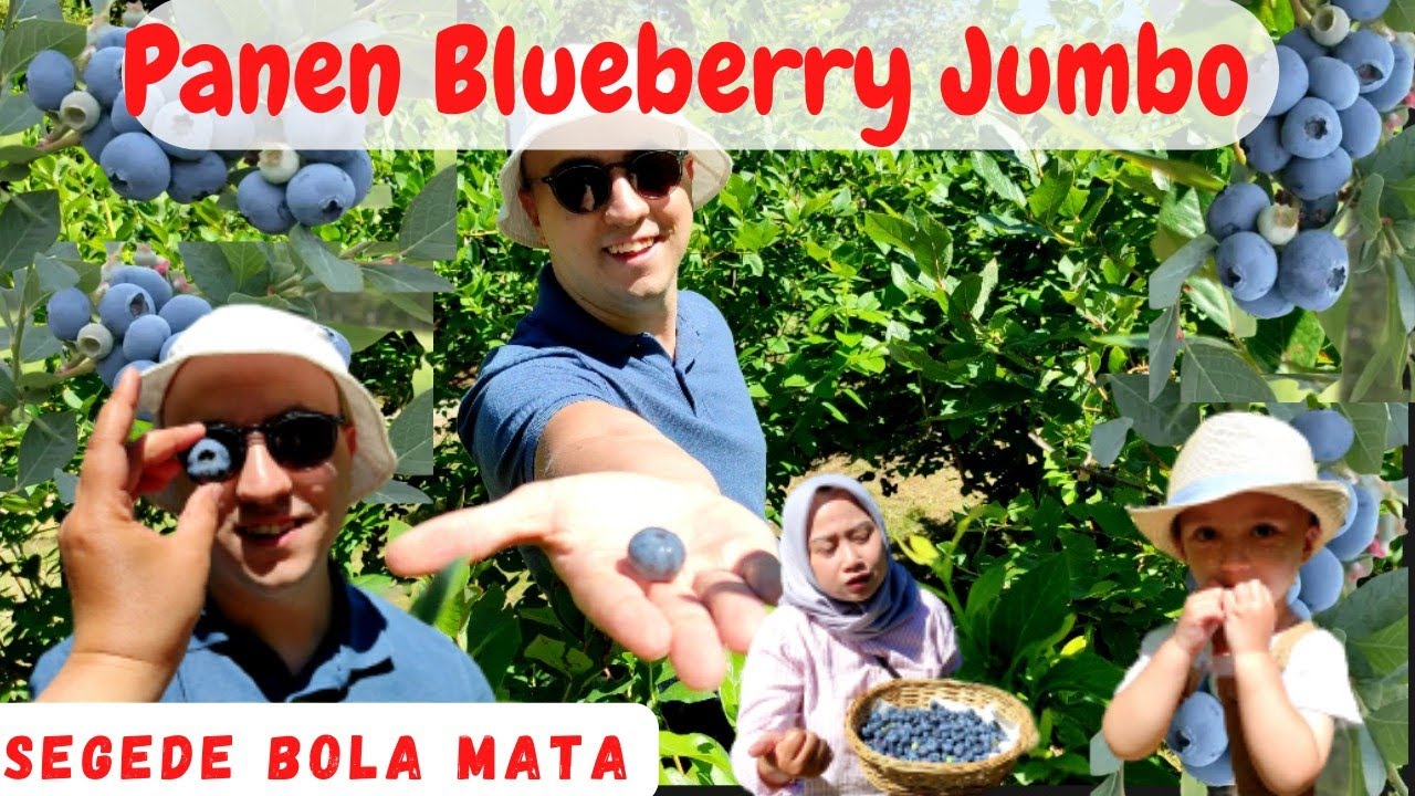 Panen Blueberry Jumbo Sebesar Bola Mata👁️🫐