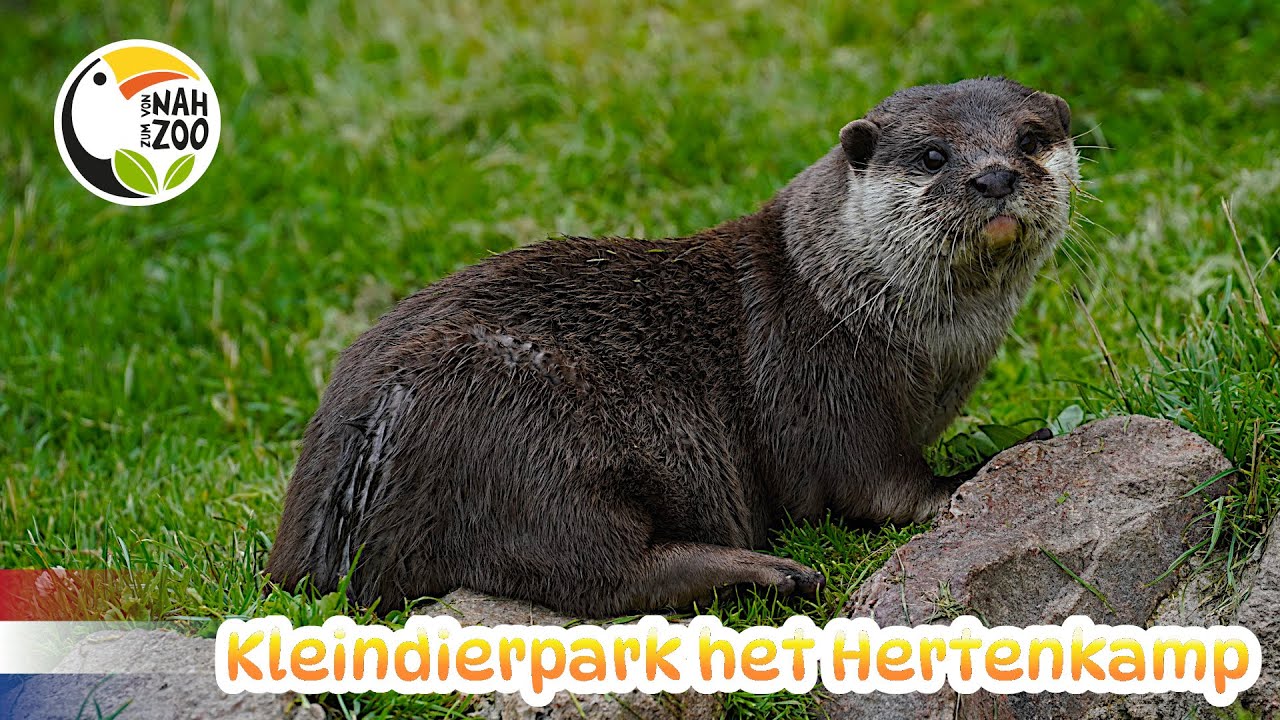 Kleindierpark het Hertenkamp - Klein, also wirklich klein - Kleiner Zoo im Fokus 4k