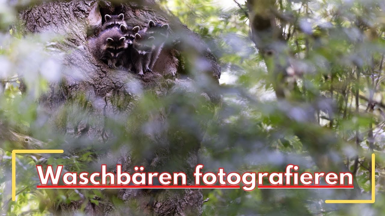 Was musst du bei Waschbären beachten...