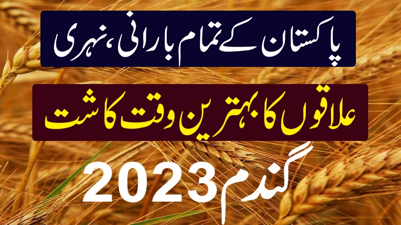Wheat Farming In Pakistan | wheat season in pakistan | Sowing Time of Wheat in Pakistan ||