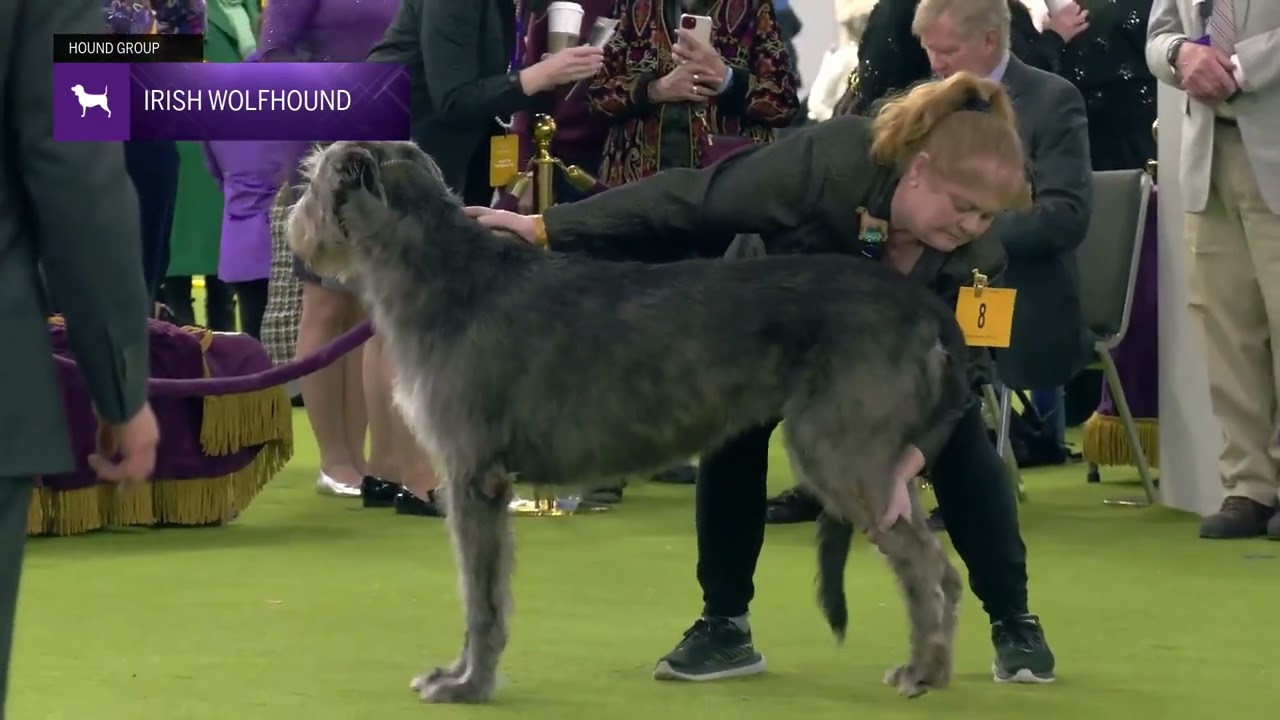 Irish Wolfhounds  | Breed Judging 2025