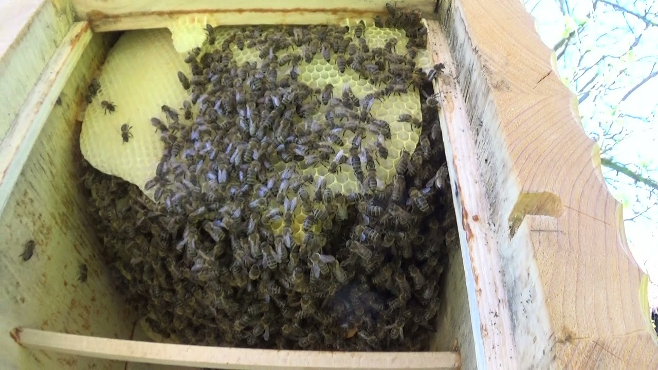 Rok v kl&aacute;tu I - př&iacute;rodn&iacute; včelařen&iacute; v kl&aacute;tu.