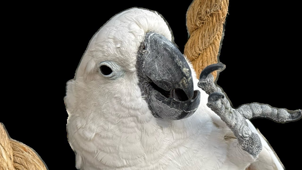 Training a Parrot to step up.