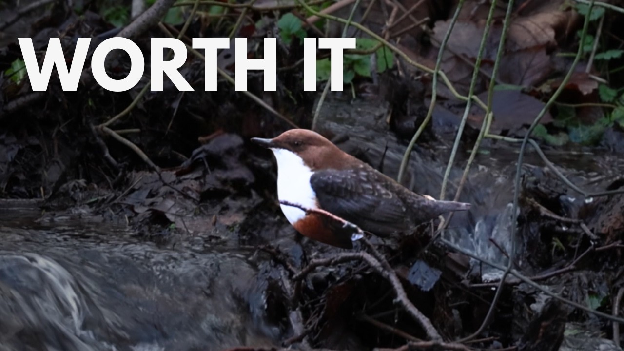 I Waited Hours for This Bird | Dipper