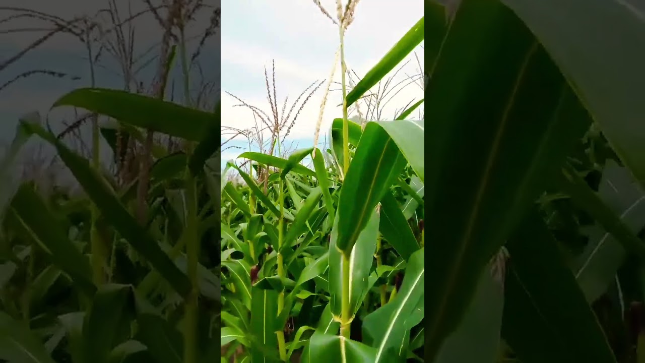 🌾💖#nature #tamil #farming short#videyo muthusolam